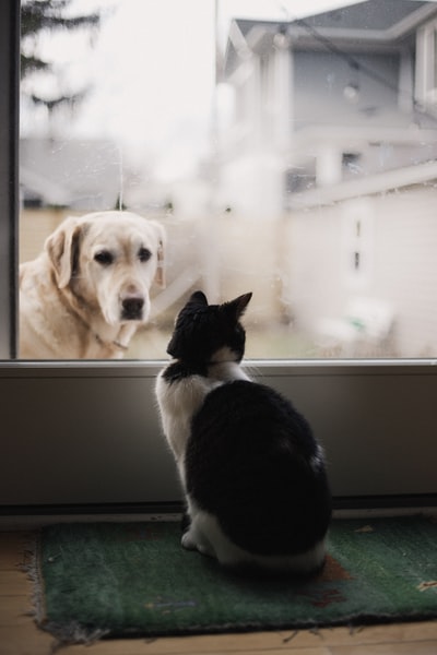 黑白相间的猫在窗户上看着成年的黄色拉布拉多猎犬